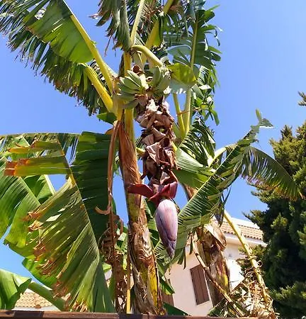 Apartment Amigos Mythical *