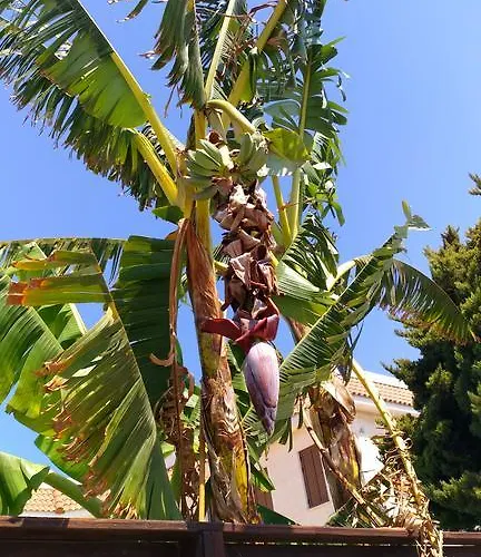 アパート Amigos Mythical *