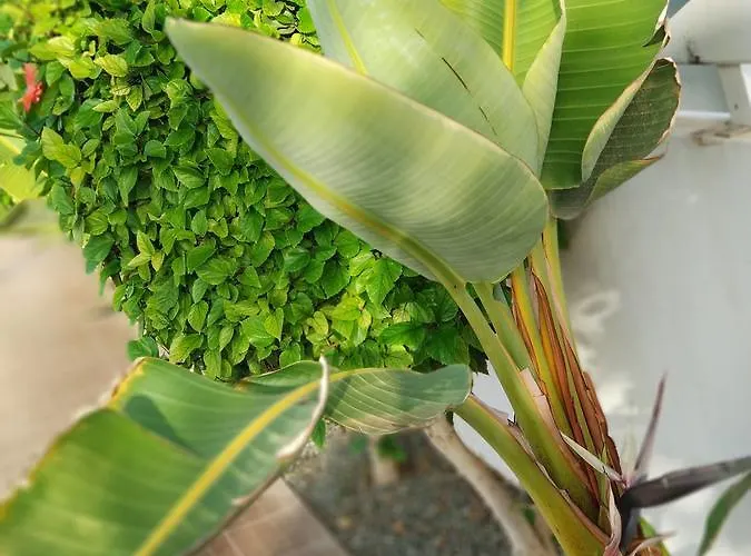 Amigos Mythical アパート